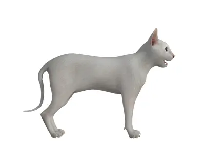 White Kitten Oriental Cat Low-poly 3D model