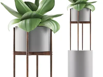 Plants Collection 85 3D model