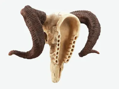 Bighorn Ram Skull PBR Low-poly 3D model