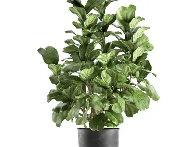Ficus lyrata in a pot for the interior 853 3D model