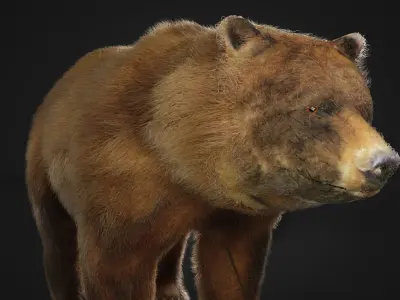 Bear Animal 3D  3D model