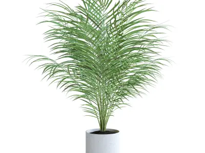 Areca Palm II 3D model