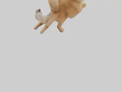 Pomeranian jumping model Low-poly 3D model