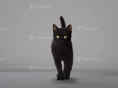 Black Cat Animation - VFX Grace 3D model