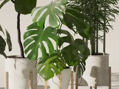 Plants collection 141 3D model