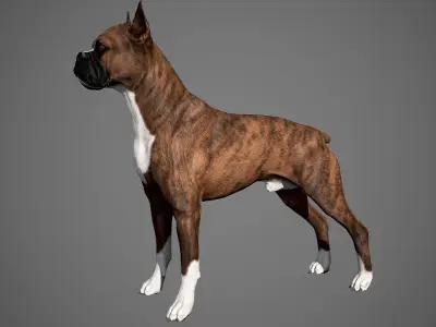 Boxer Real-Time Low-poly 3D model