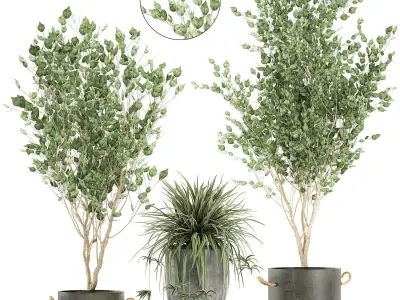 Plants in a black pot for the interior 694 3D model