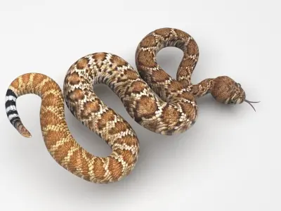 Viper Snake 3D model
