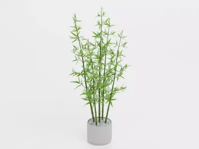 Bamboo Plant in Pot Low-poly 3D model