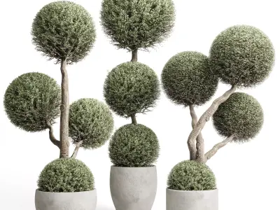 Topiary balls plants - Indoor plants in concrete pot set 454  3D model