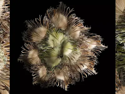 wreath bouquet of dry branches of palm leaves 309 3D model
