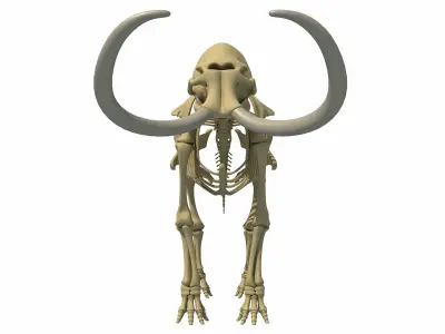 Mammoth and Elephant Skeletons 3D model