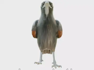 Chihuahuan Raven 3D Model with Desert Adaptation Features Low-poly 3D model