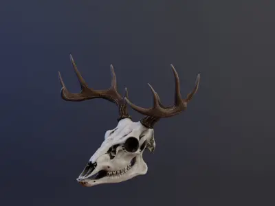 Deer Skull Low-poly 3D model