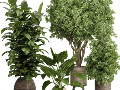  Indoor plant 439 plant tree in handmade wooden baskets Low-poly 3D model