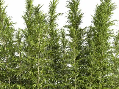 Outdoor Plants Tree in Plant Box Set03 3D model