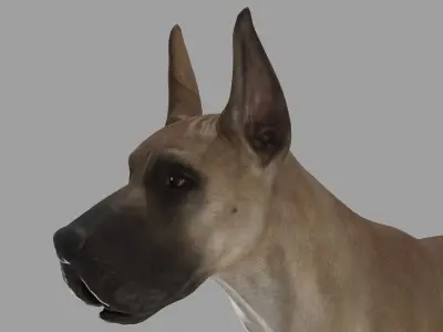 DOG - GREAT DANE  Low-poly 3D model