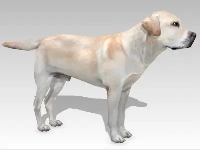 Labrador retriever Low-poly 3D model
