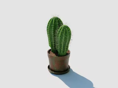 Potted Cactus Plant 3D model