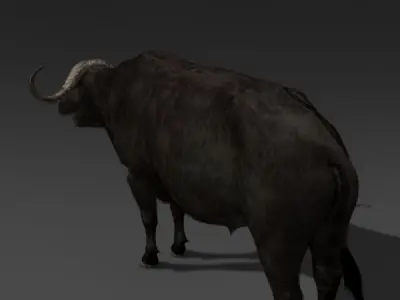 Animated Buffalo - 3d model 3D model