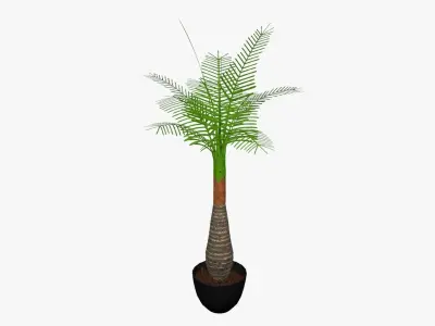 Palm tree plant 3D model
