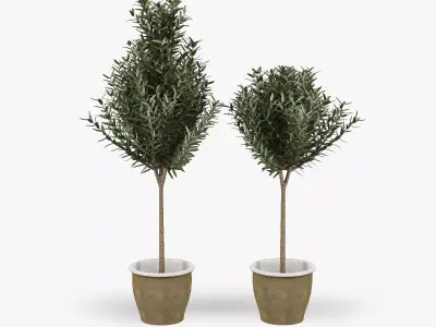 Olive Tree in Pot 3D model