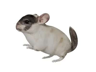 Chinchilla Low-poly 3D model