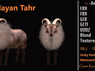 Himalayan Tahr Wild Goat Low-poly 3D model