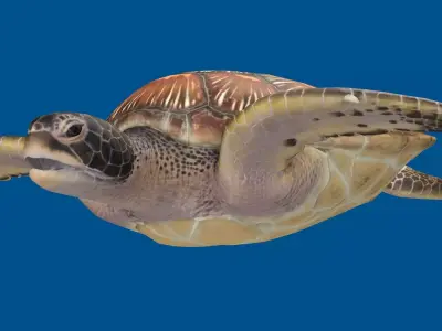 TURTLE RIGGED ANIMATED 1 Low-poly 3D model
