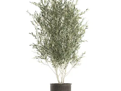 Olive tree for the interior in basket 652 3D model