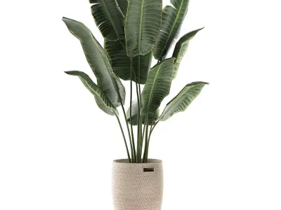 Decorative banana palms in a basket for the interior 590 3D model