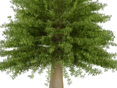 Pine Tree 3D model