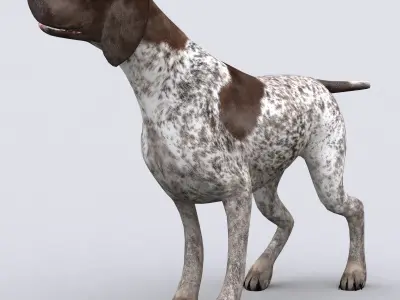3DRT - German shorthaired pointer Low-poly 3D model