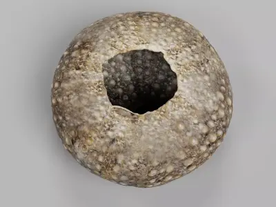 -Sea Urchin Shell- 3D model