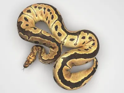 Clown Ball Python Snake 3D model
