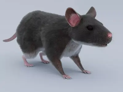 Rat Rigged 3D model 3D model