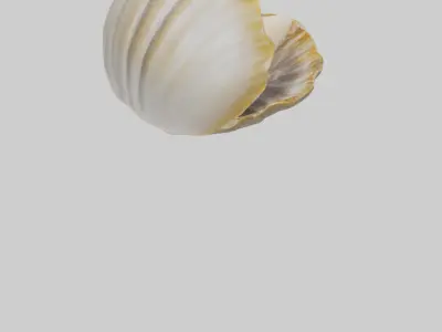 Clam opening shell model 3D model