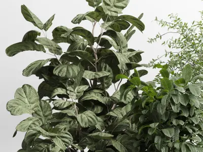 indoor plant set 409 palm bush ficus lyrata concrete vases Low-poly 3D model