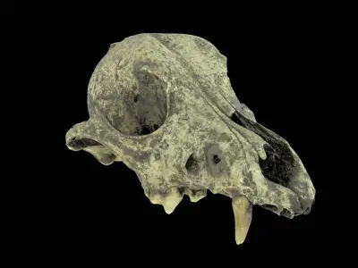 Canine Skull 3D model
