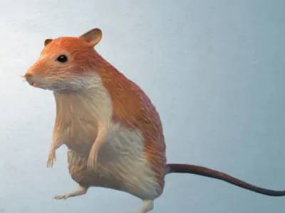 Animal Rat 3D model
