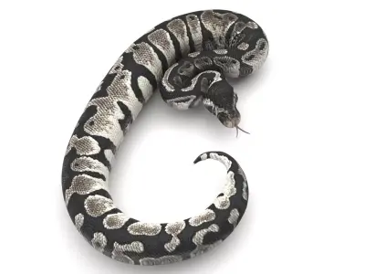 Axanthic Ball Python Snake 3D model