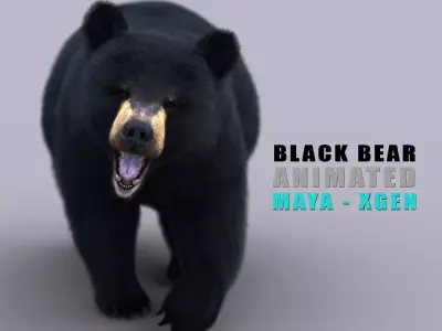 Black Bear ANIMATED Xgen core 3D model