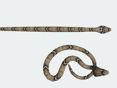 Cobra  Low-poly 3D model