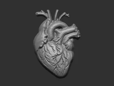 Anatomical Heart 3D Model for 3D Printing and CNC Carving 3D print model