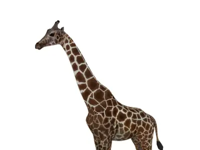giraffe 3D model 8