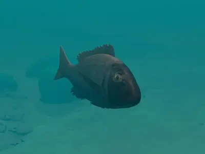 Orange finned emperor Low-poly 3D model