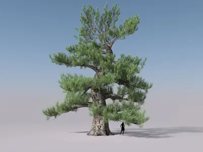 Japanese Pine tree Low-poly 3D model