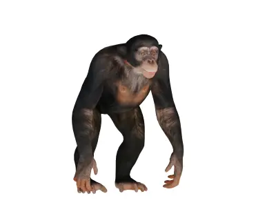 Chimpanzee Ape Primate Low-poly 3D model