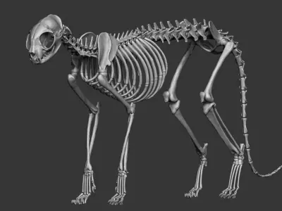 Domestic Cat Skeleton 3D model