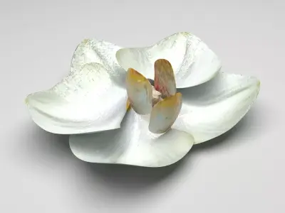 Vanilla Flower 3D model